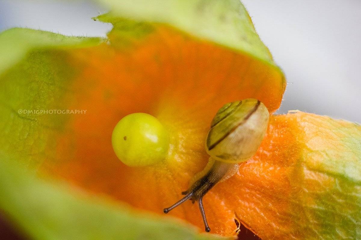 макро, природа, растение, улитка, лето, макромир, макрофотография, гелиос44_2, lovemacro, цветок, , Дмитрий Гусалов