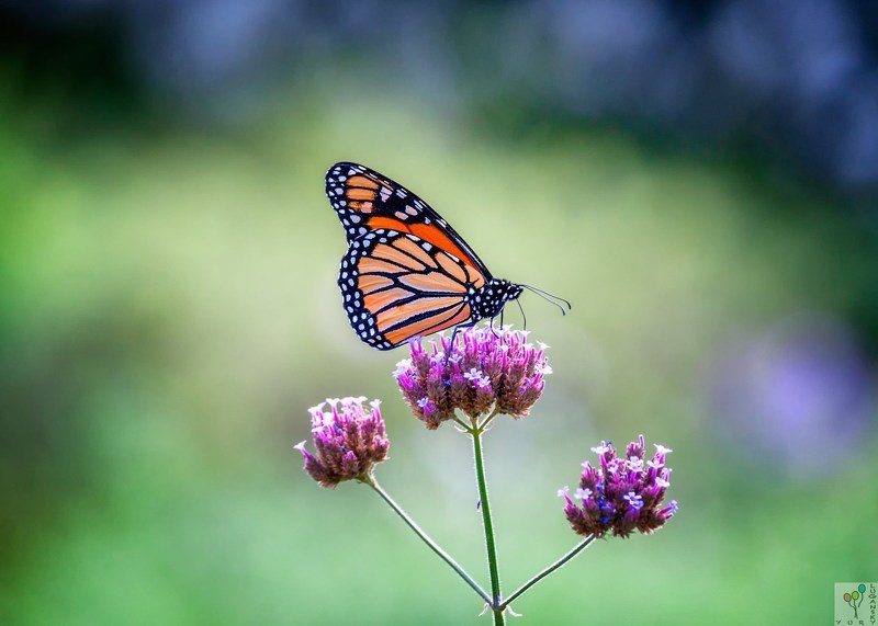 Monarch butterfly фото превью
