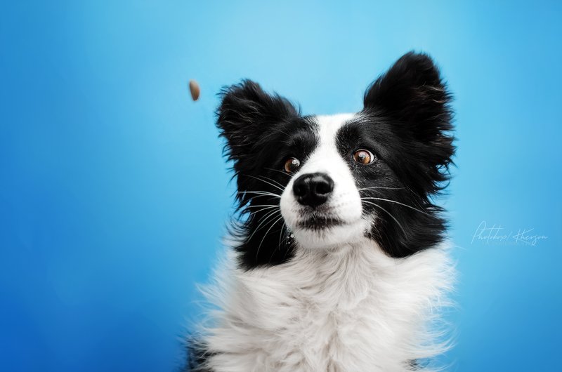 собака, анималистика, портрет Момент фото превью