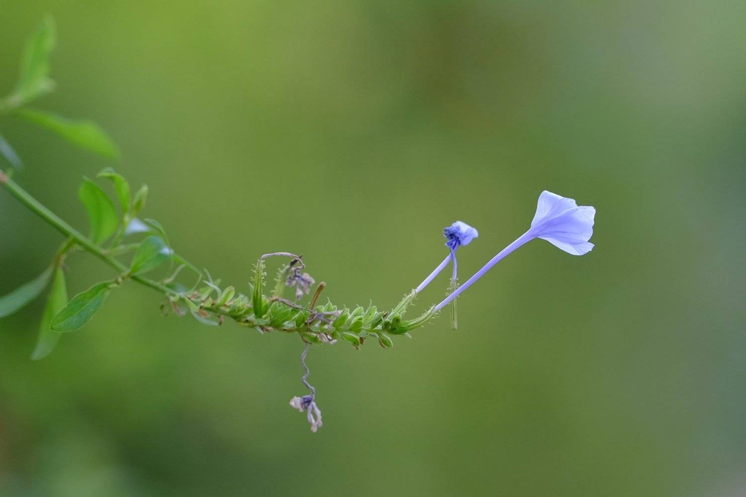 nature flowers, vladimir algazin