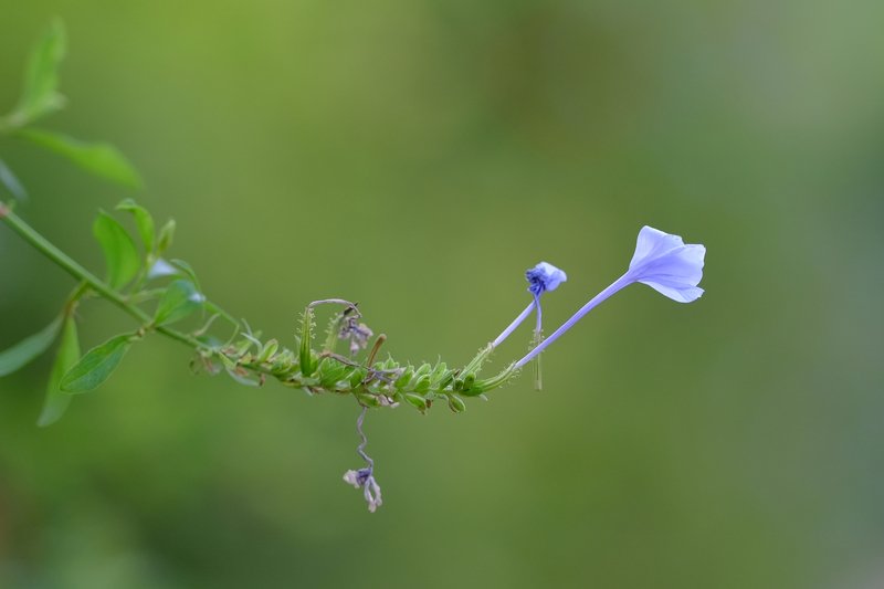 nature flowers #001 фото превью