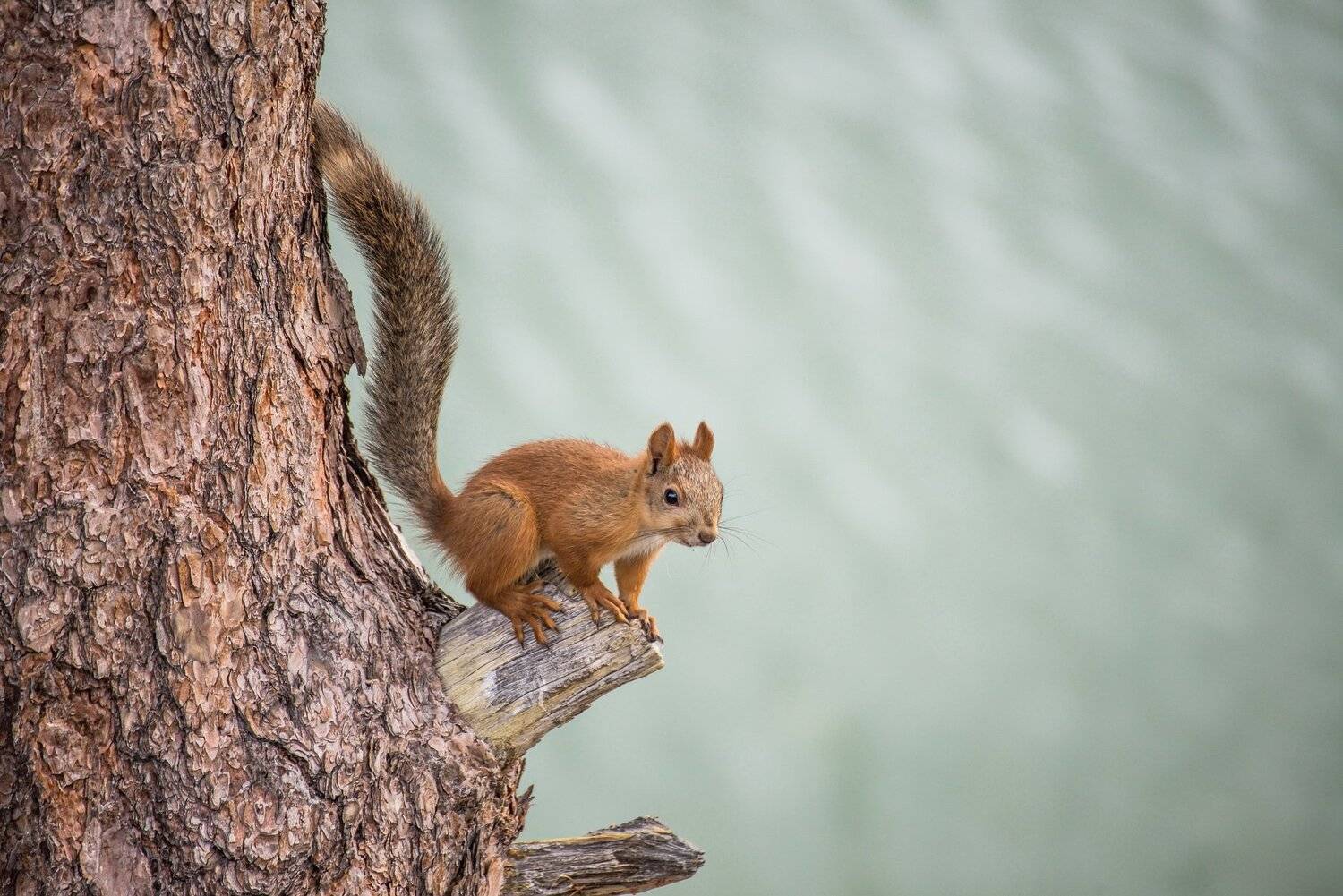 белка, Евгений Дроботенко