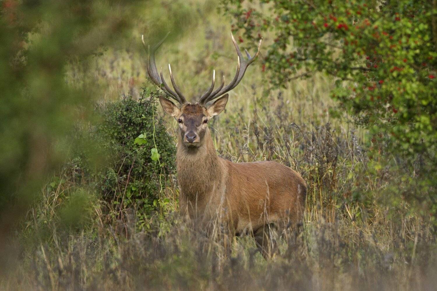 , Александр Гусар
