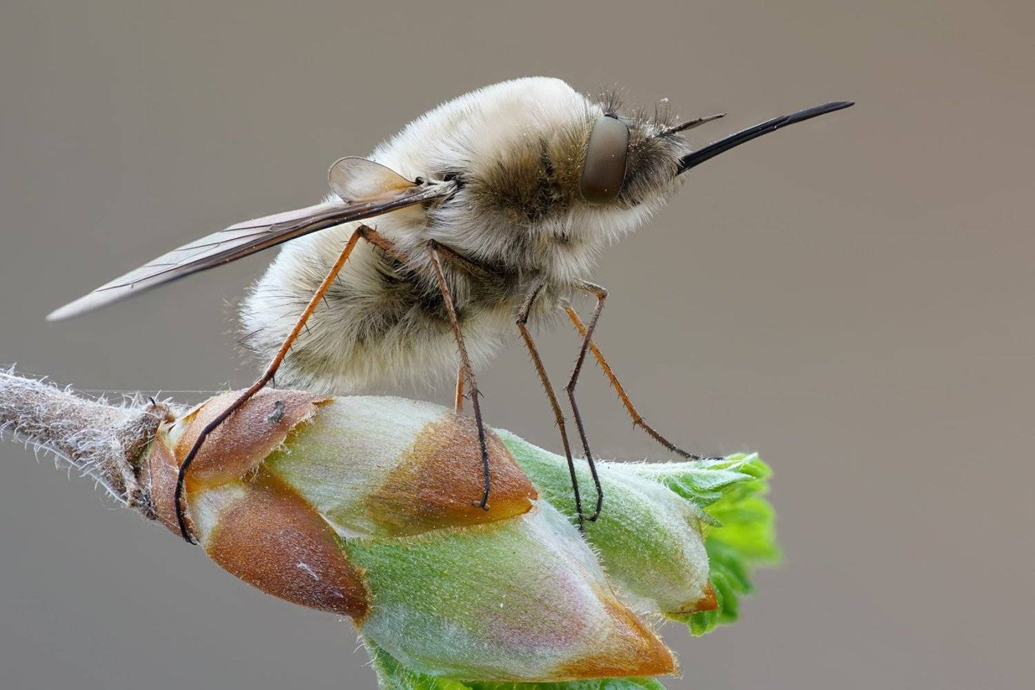 , Кузнецов Дмитрий