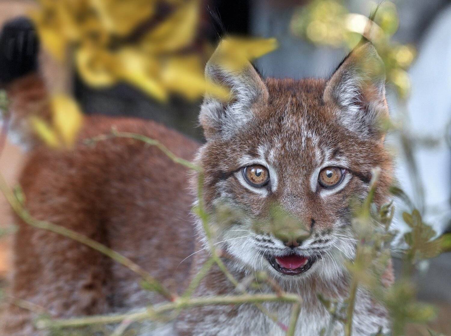 рысь, Олег Богданов