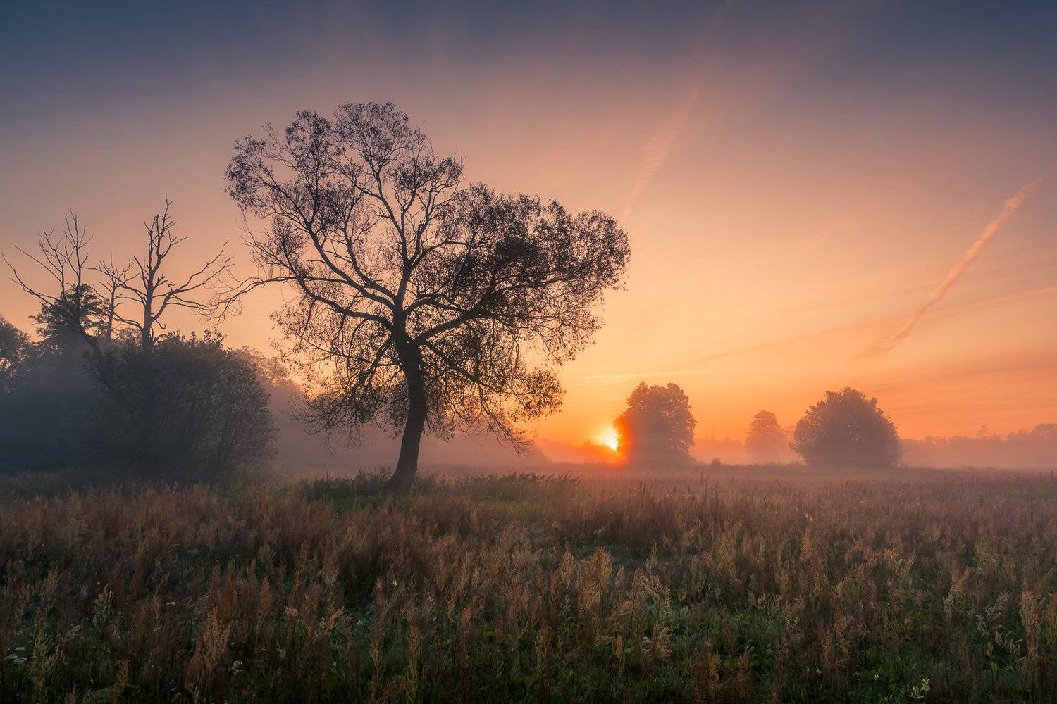morning, sunrise, tree, meadow, foggy,, Artur Bociarski