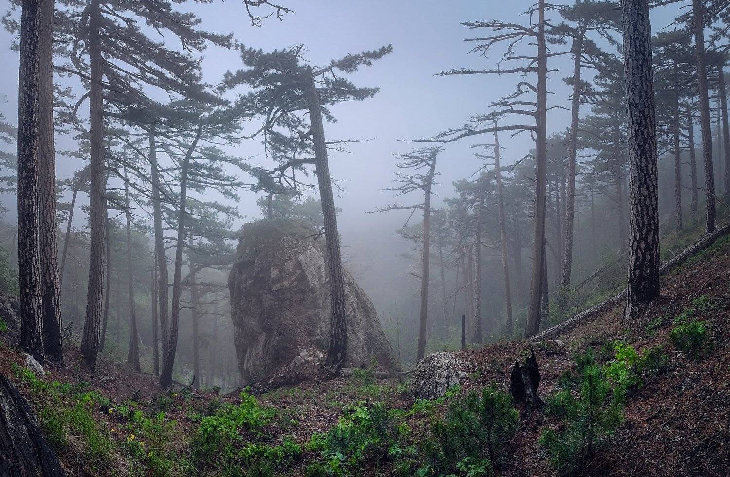 крым, ай-петри, ялта, пейзаж, туман, горы, сосны, валун,, Алексей Бордуков