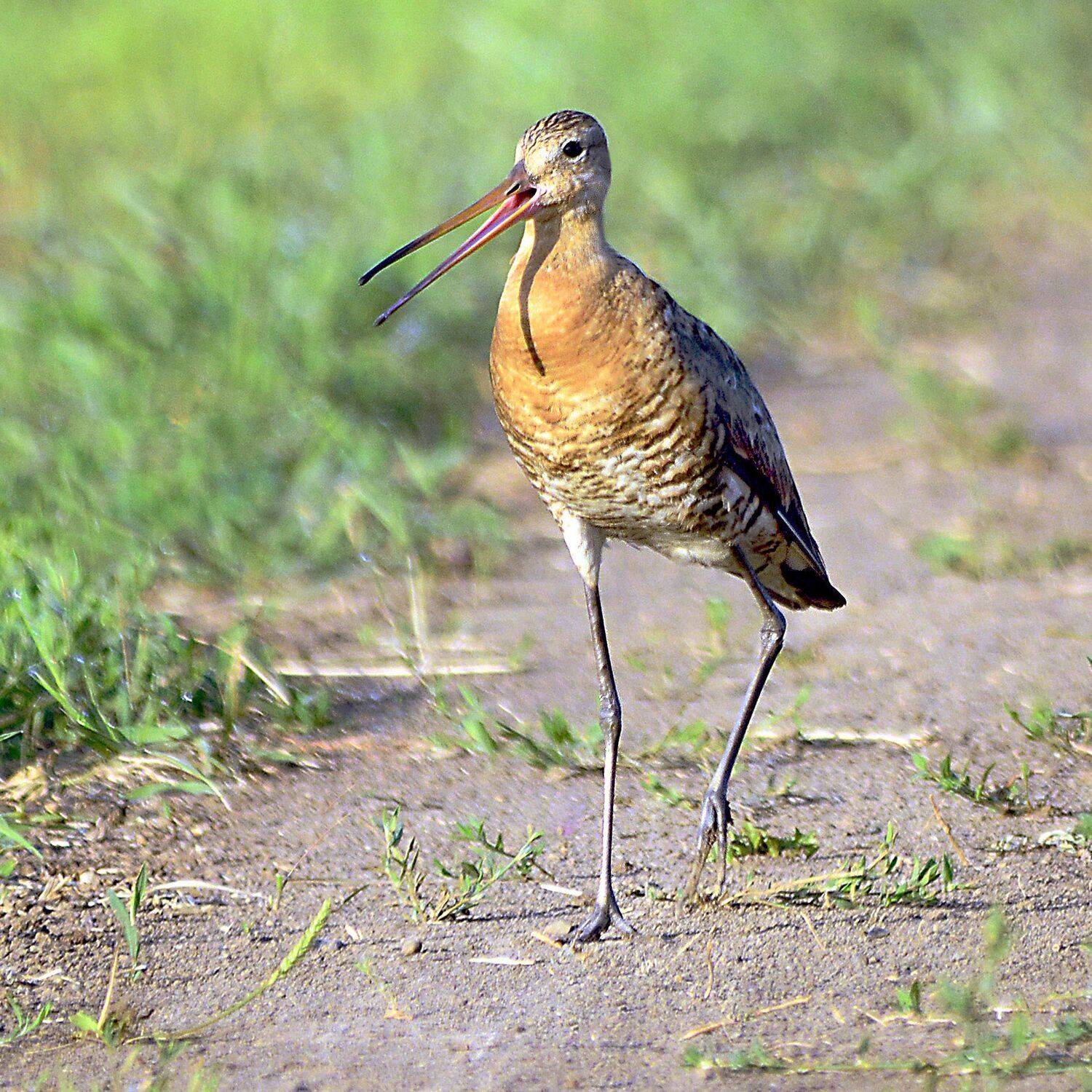 , Михаил Белоусов