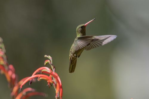 Про Золотистый сапфир