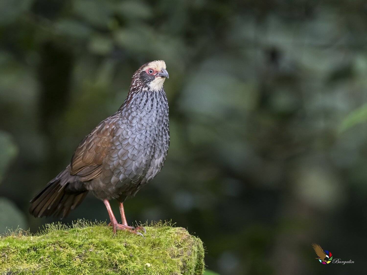 , Fernando Burgalin Sequeira