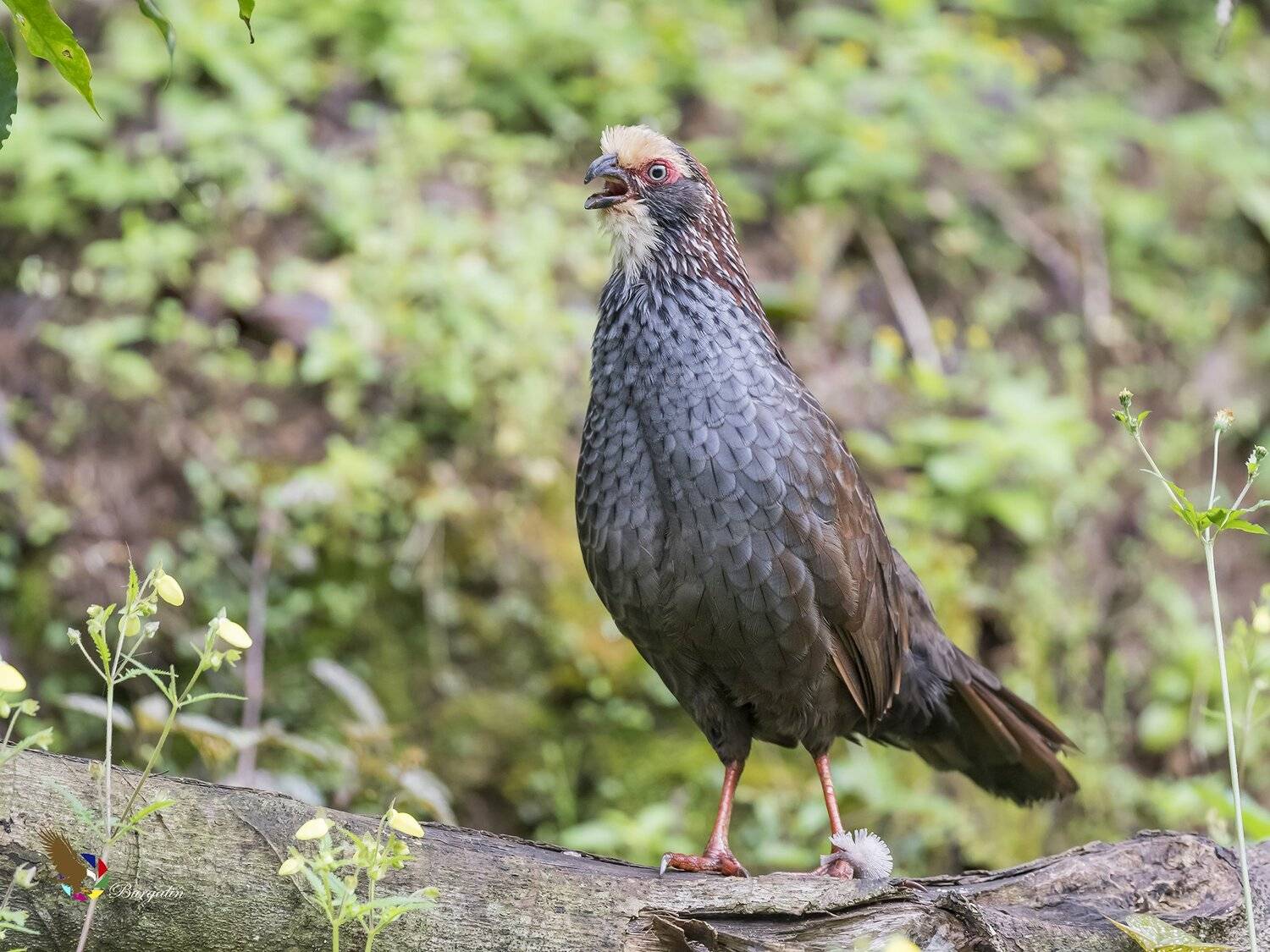 , Fernando Burgalin Sequeira