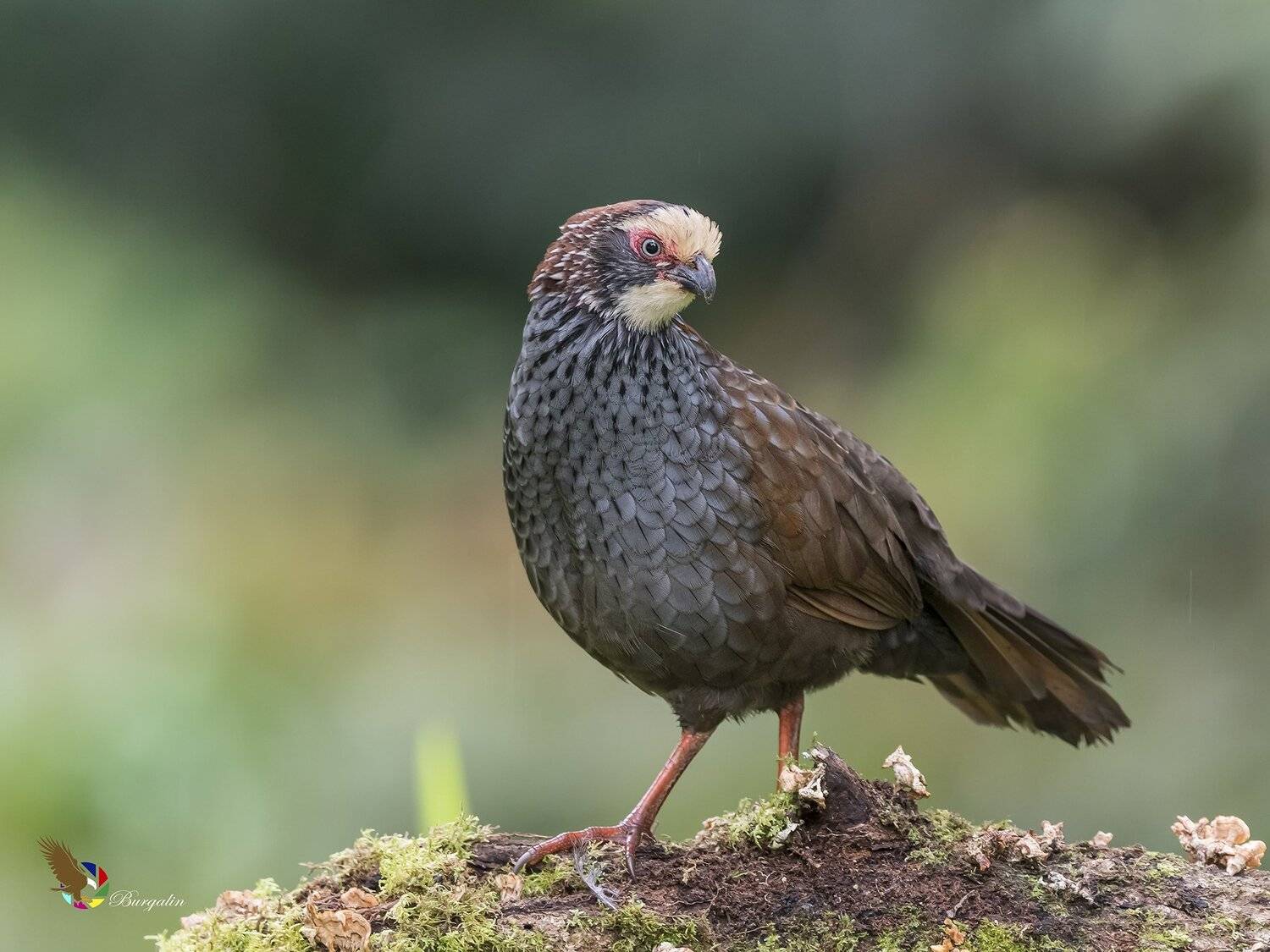 , Fernando Burgalin Sequeira