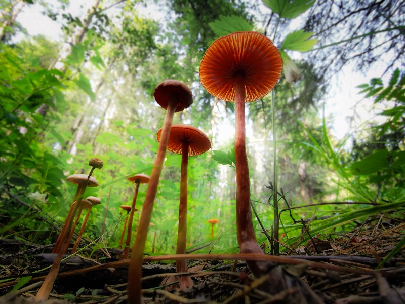 macro, macrophotography, microworld, mushroom, макро, макрофотография Alice in Wonderland фото превью