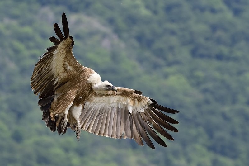 птицы birds Griffon vulture фото превью