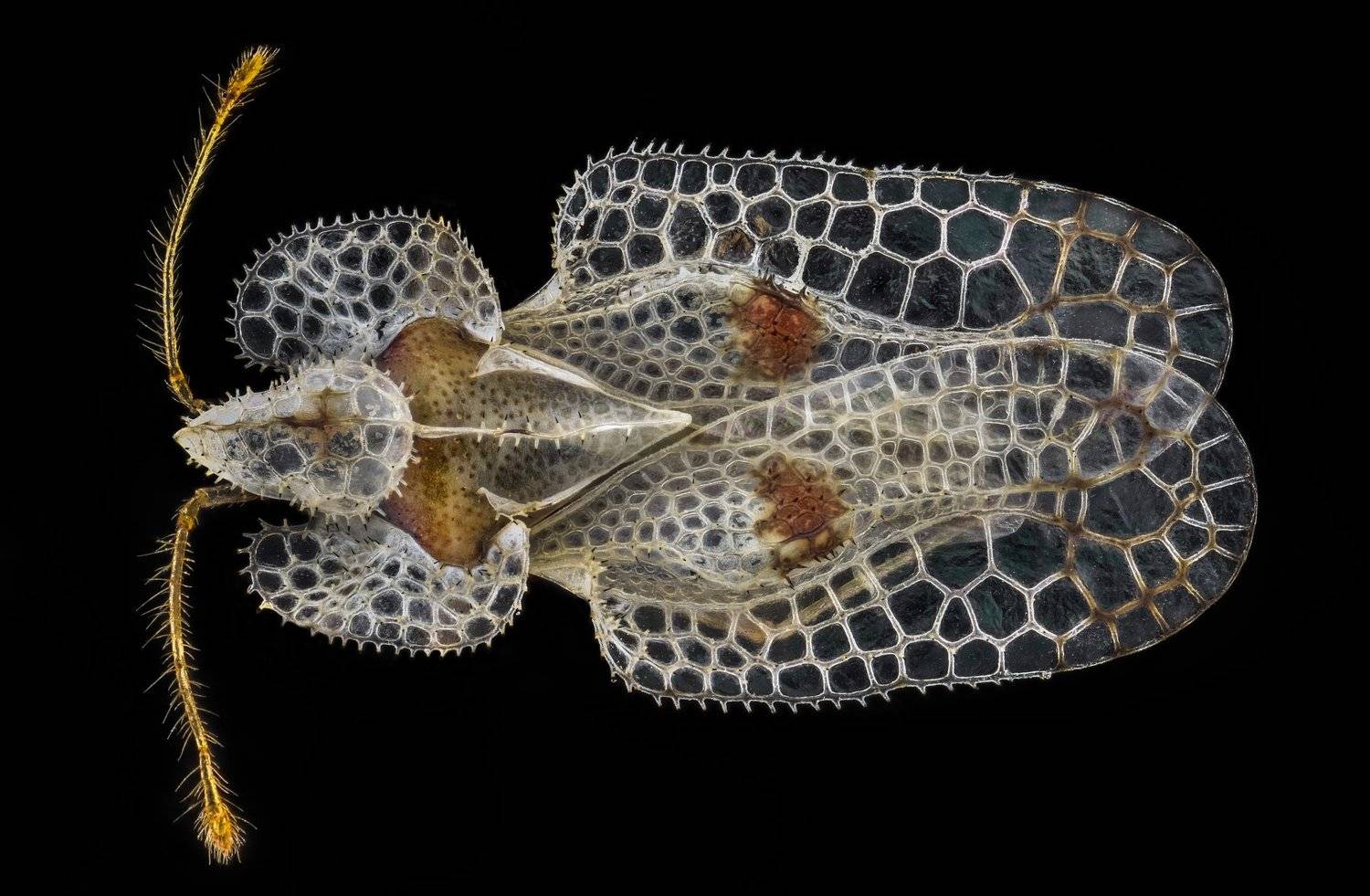 ceclii, macro, extrememacro, nikon d3400, lomo 3.7x, Tsvetan Ganev