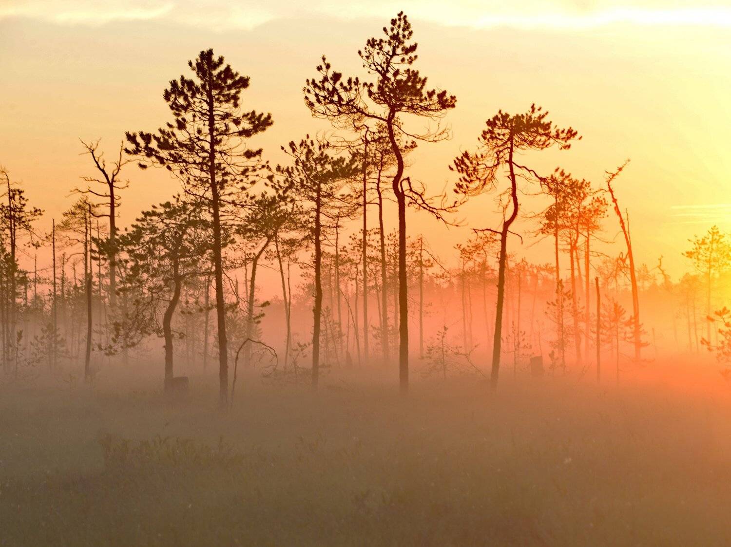 карелия, болото, трава, деревья, рассвет, солнце, Владимир Брагилевский