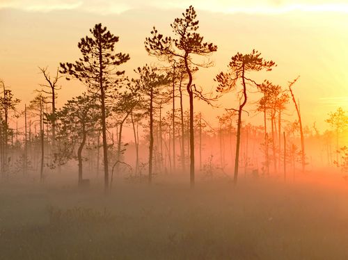 Карельские болота