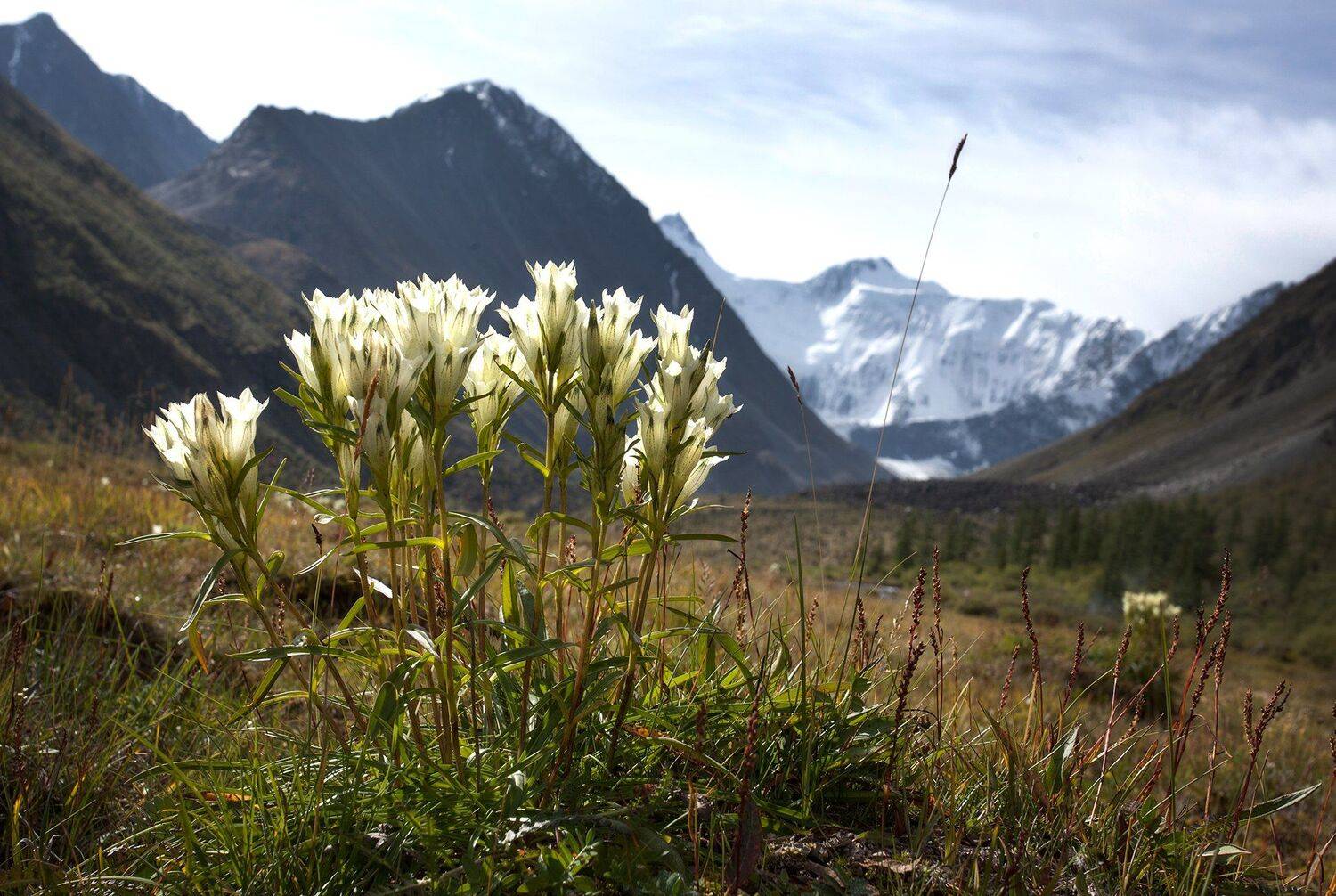 пейзаж, алтай, белуха,горы,цветы, Тамара Андреева