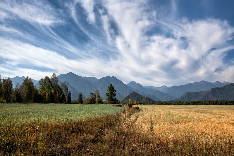 пейзаж, алтай,горы,август,поля Алтай фото превью