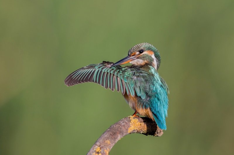 ПётрРогов,фотограф,орнитология,Израиль,фотоохота,canon5dmarkiii,canon600mmf4,birds,ornitology,nature,Israel,дикаяприрода,kingfisher,wildnature,Иерусалим,Jerusalem,wildnaturephotography,обыкновенныйзимородок,зимородок Обыкновенный зимородок  фото превью