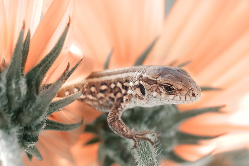 Портрет ящерки фото превью