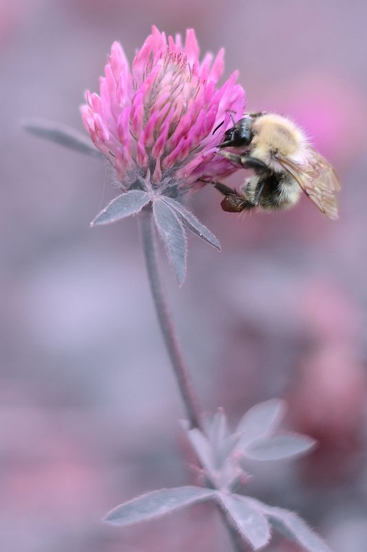 Осенний шмель фото превью