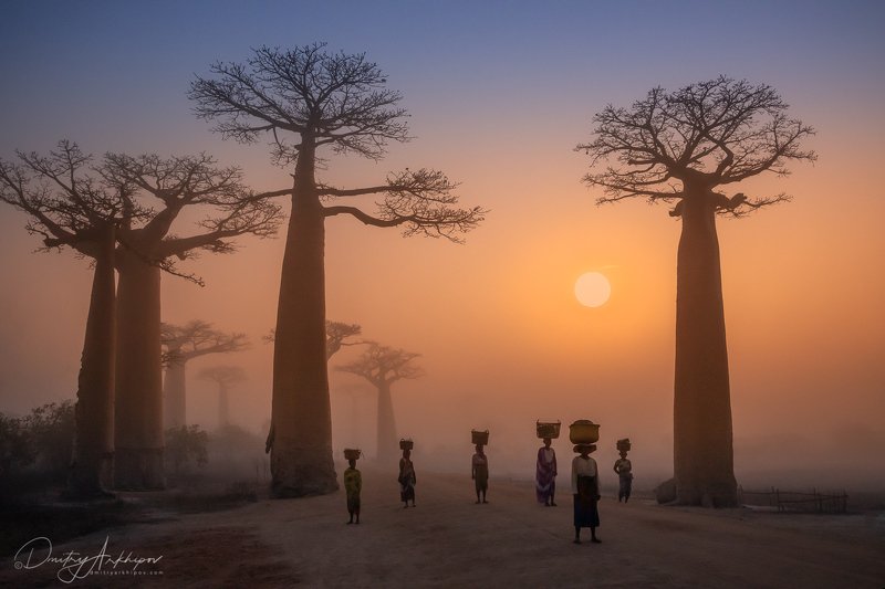 Аллея баобабов. Мадагаскар. фото превью
