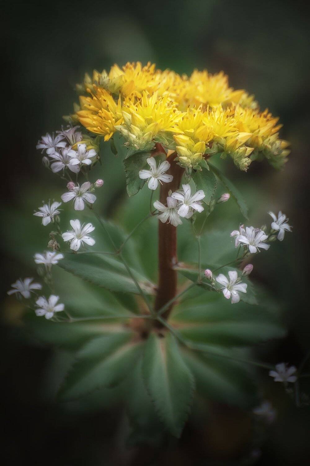, Шинкарева Елена