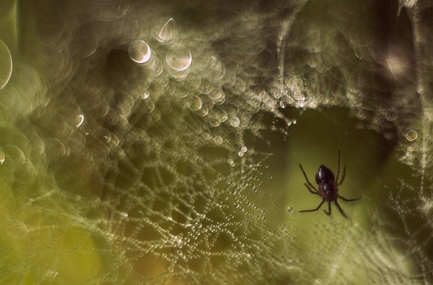 утро,роса,трава,паутина,паук, Valentina Vershinina