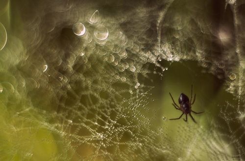 В царстве паука