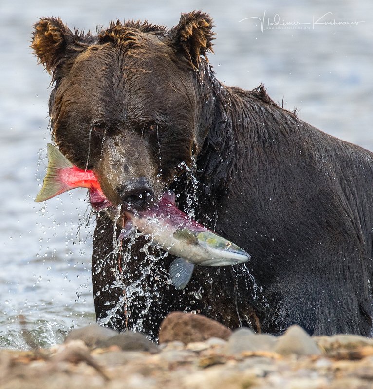 МАШКИНА ОХОТА фото превью