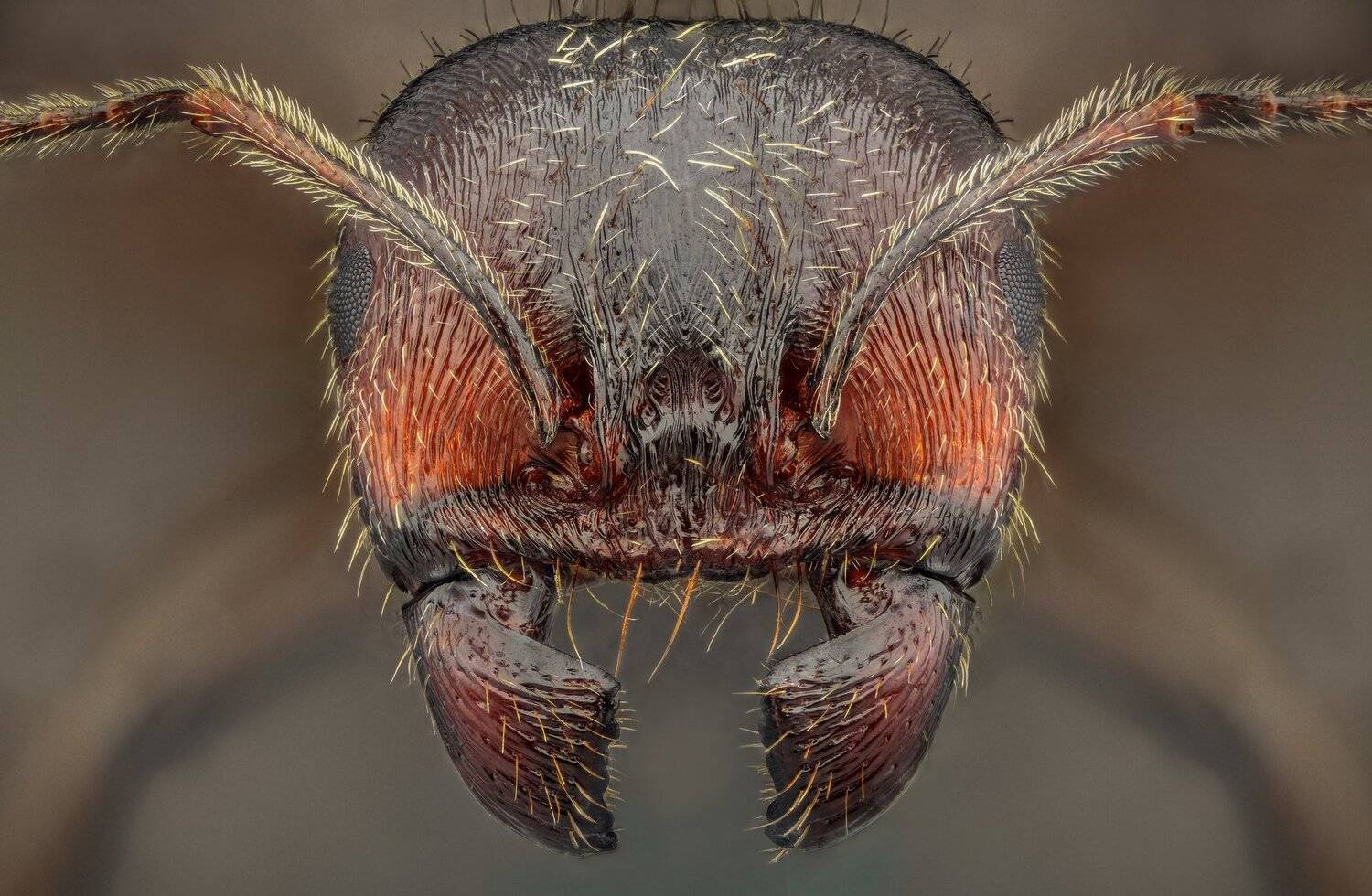 ceclii, macro, extrememacro, nikon d3400, semiplan 6.3, Tsvetan Ganev