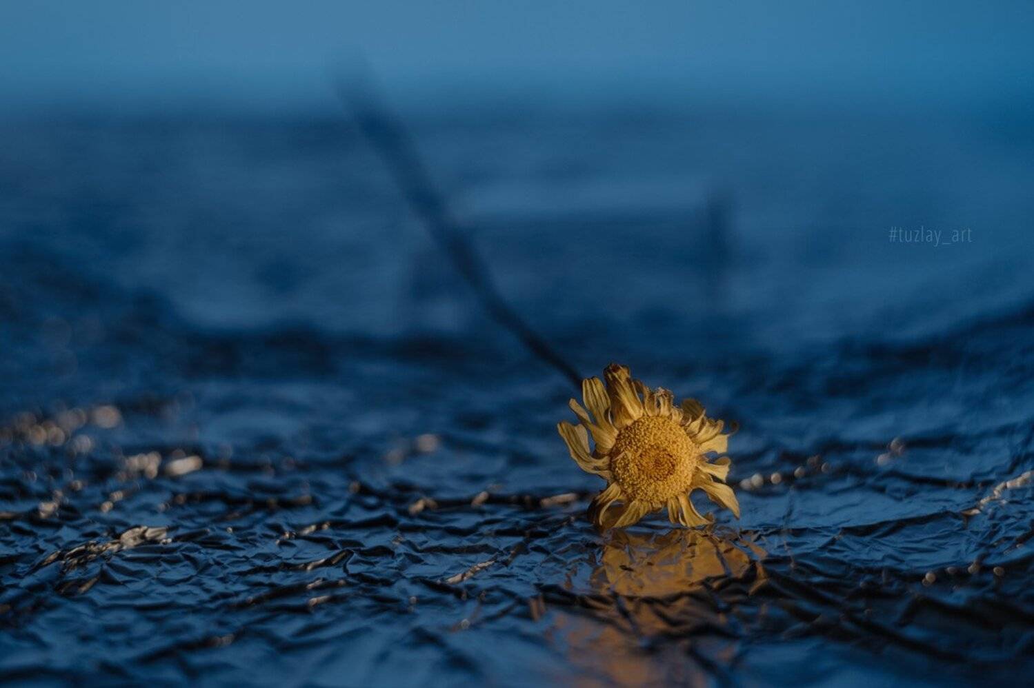 фольга, боке, белый гелиос, сушеная пупавка, гелиос 44, Владимир Тузлай