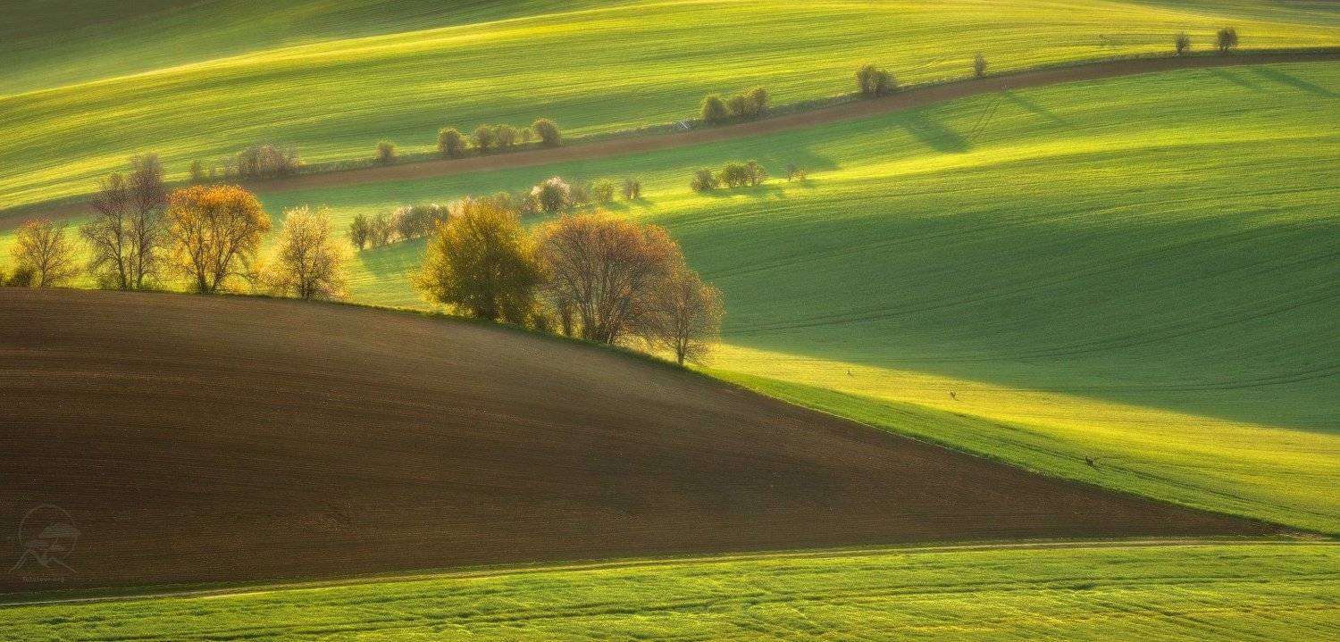 южная моравия, чехия, поля, косули, south moravia, czech republic, Анатолий Гордиенко