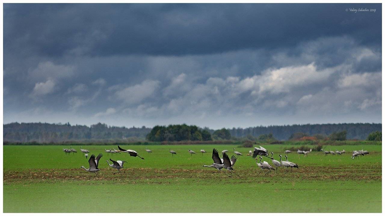 , Валерий Субачев