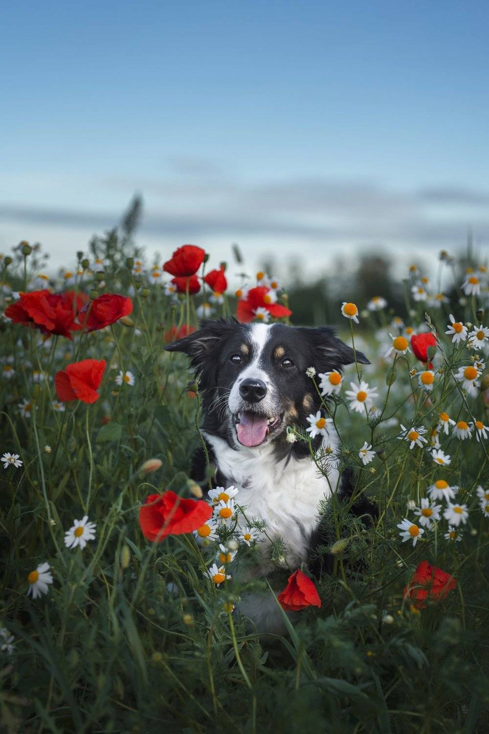 dog, bordercollie, poppies , Karina Saarestik