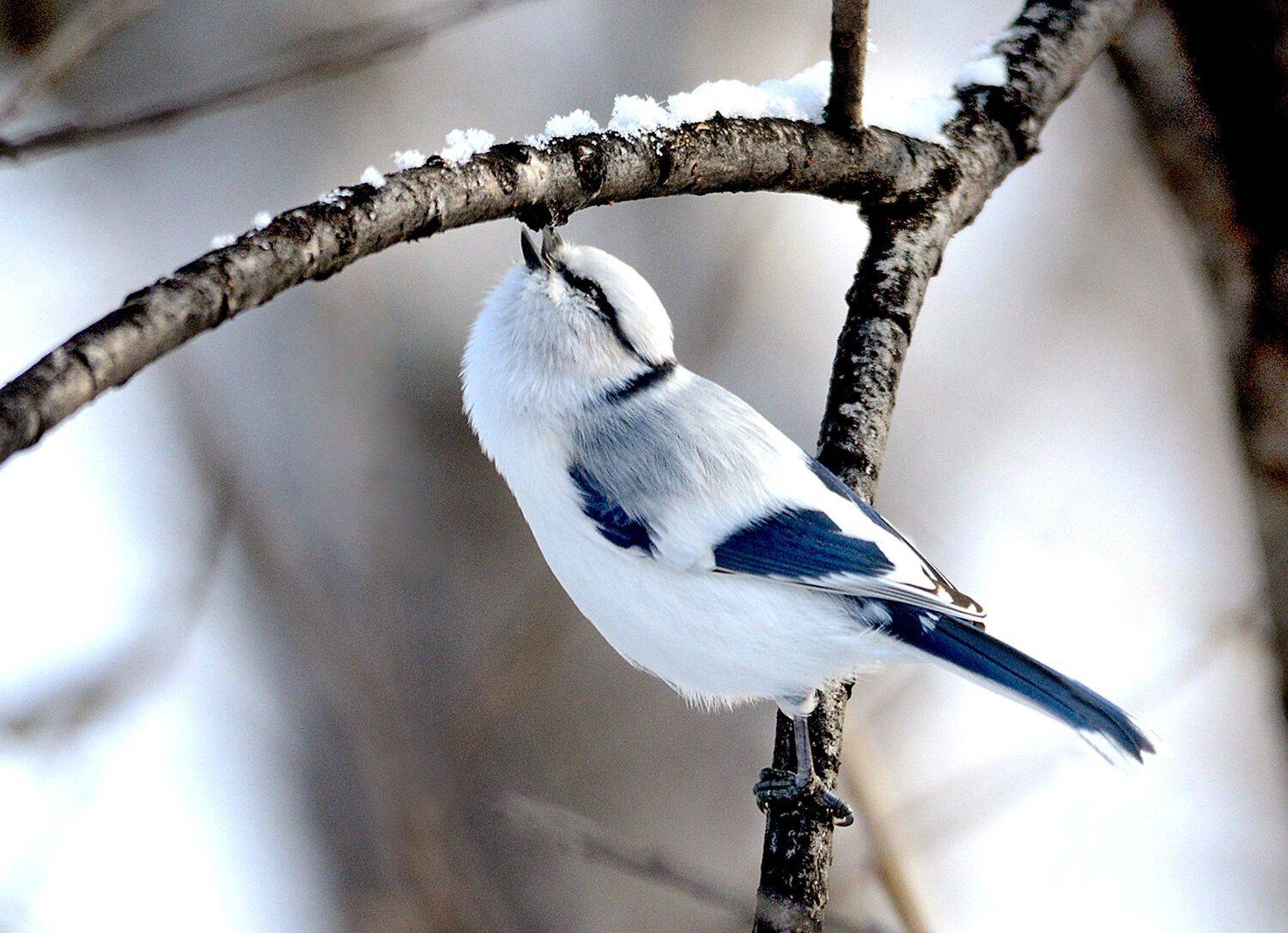 , Михаил Белоусов