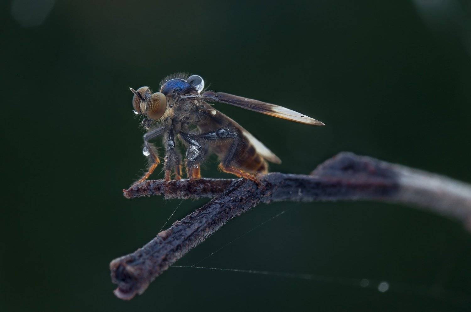 #macro#colors#robberfly, Choo How Lim