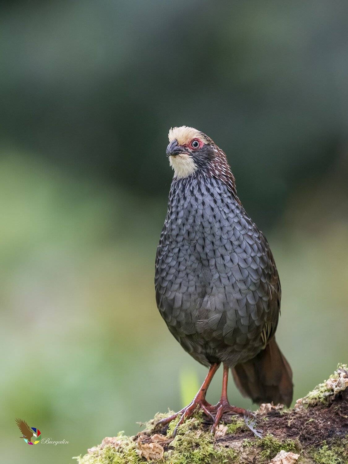 , Fernando Burgalin Sequeira