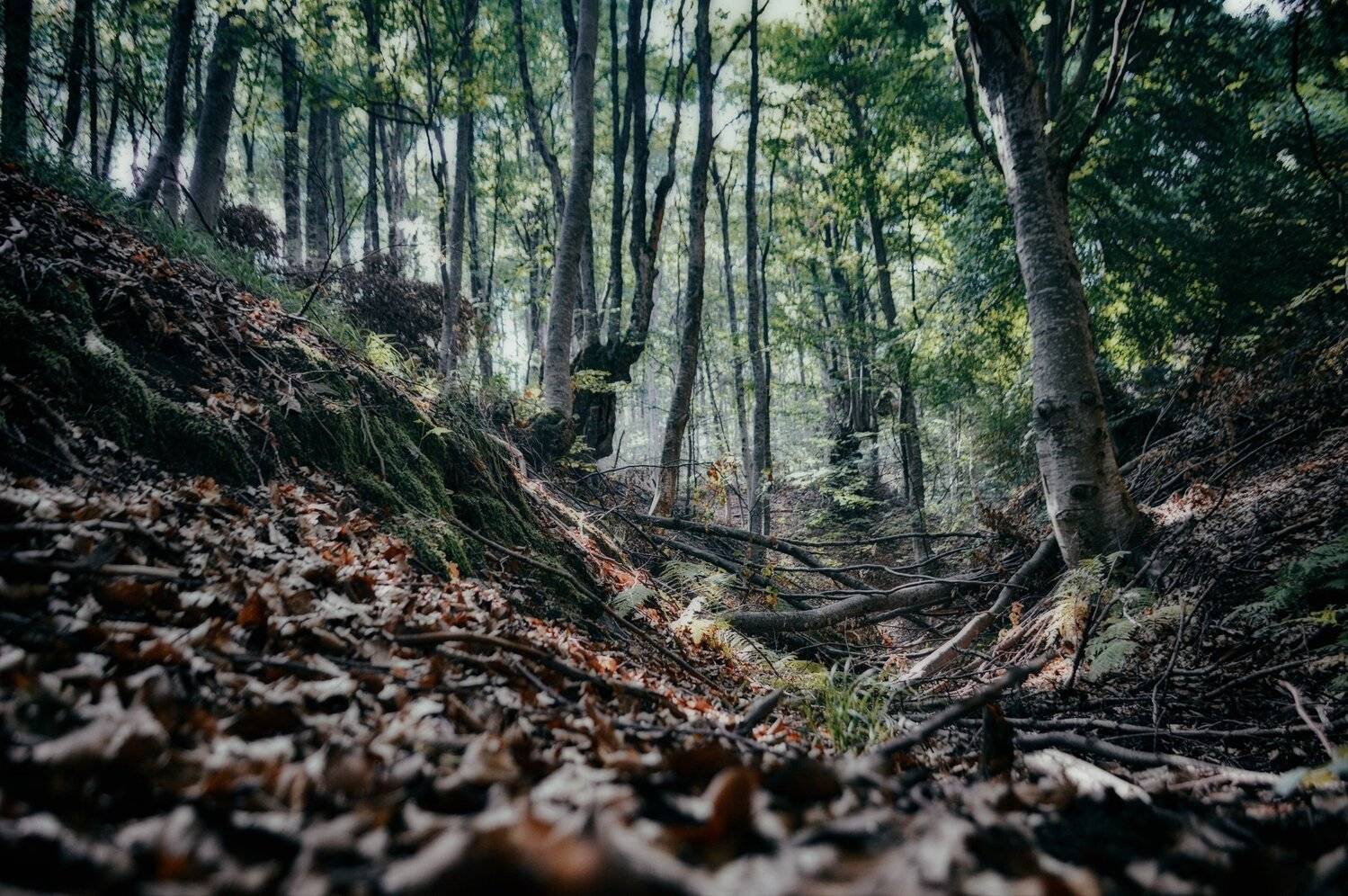 forest, landscape, trees, nature, autumn, лес, пейзаж, деревья, природа, осень, Teodora Sarbinska