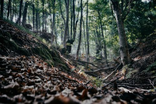 Forest landscape