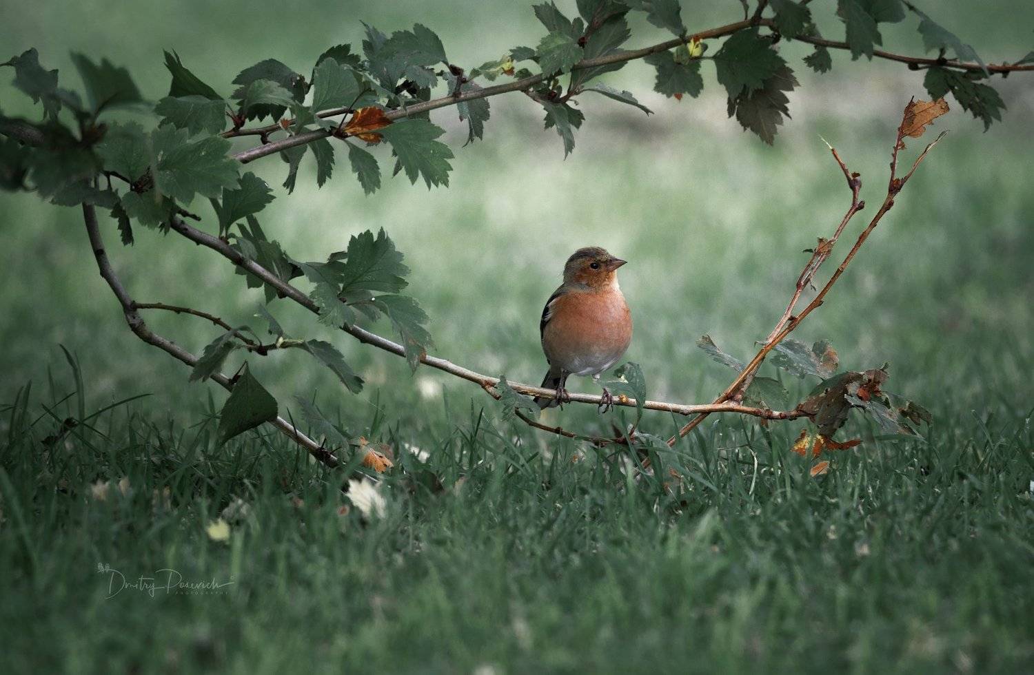 природа, лес, животные, птицы, Дмитрий Посевич