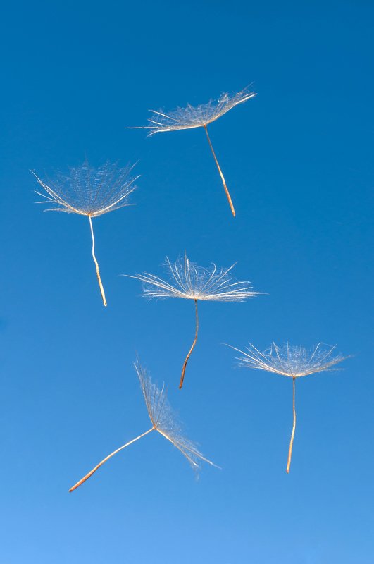 Dandelion seeds фото превью