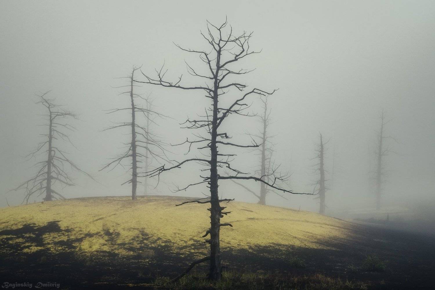 , Dmitriy  Baginskiy