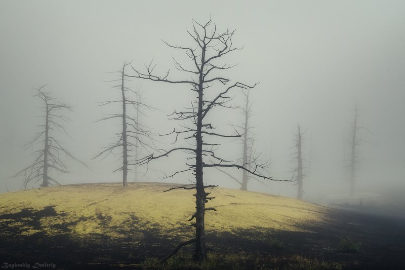 Мёртвый лес фото превью