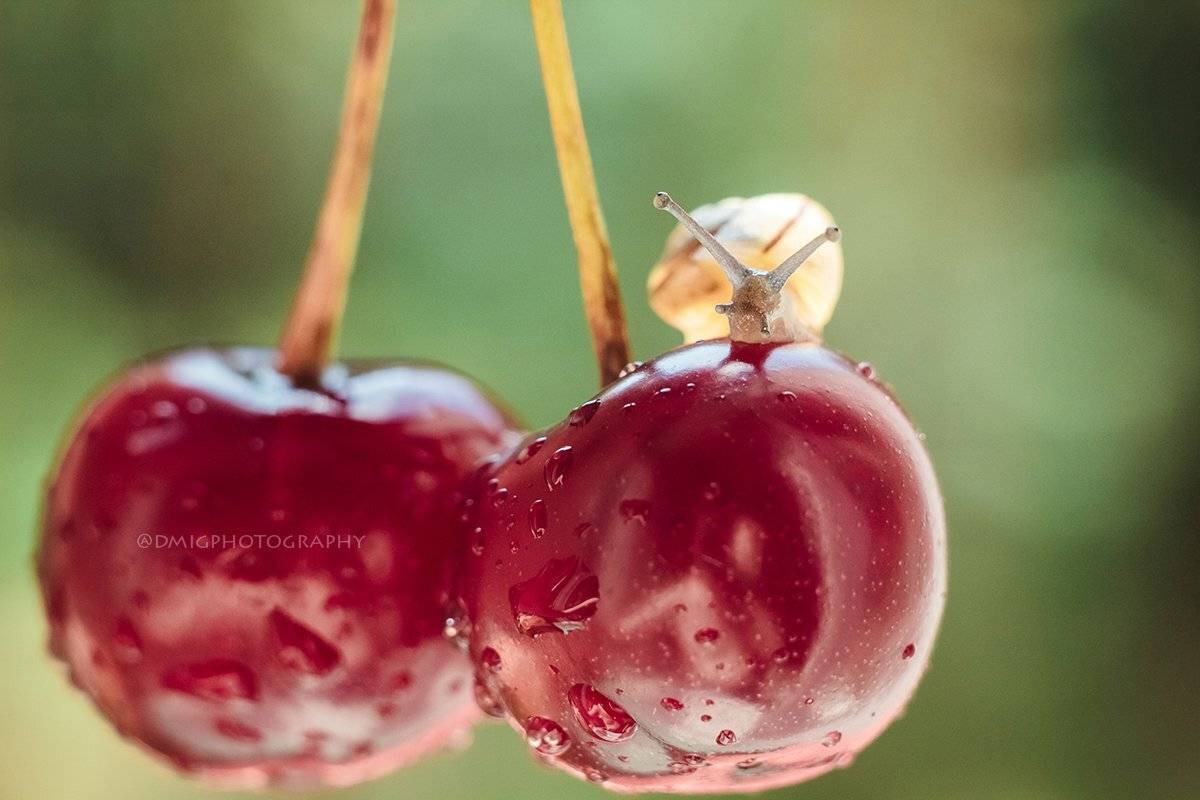 макро, природа, растение, улитка, лето, макромир, макрофотография, гелиос44_2, lovemacro, ягода,  вишня, свежесть, , Дмитрий Гусалов