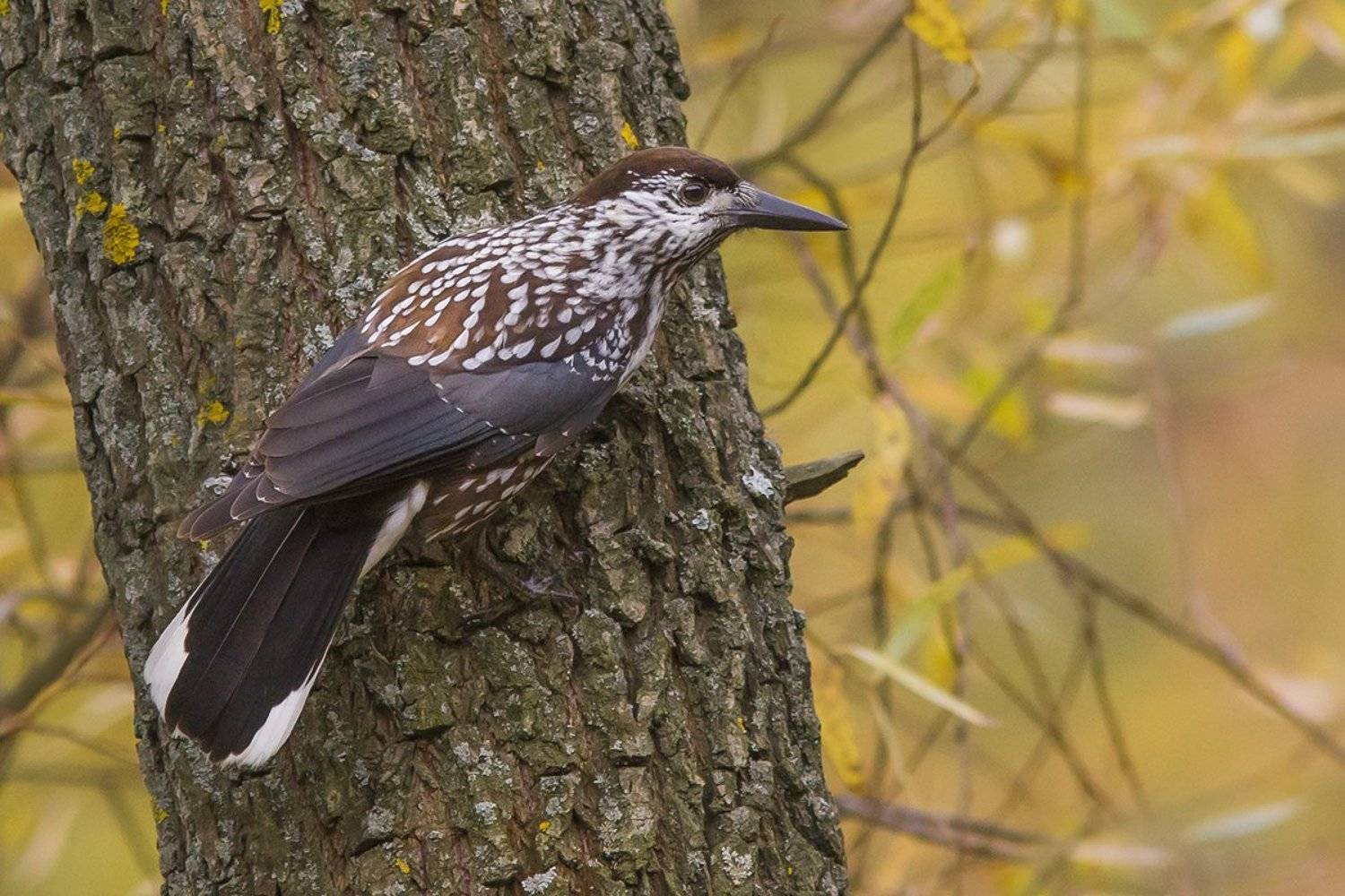 птица, кедровка, осень, Наталия Сытина