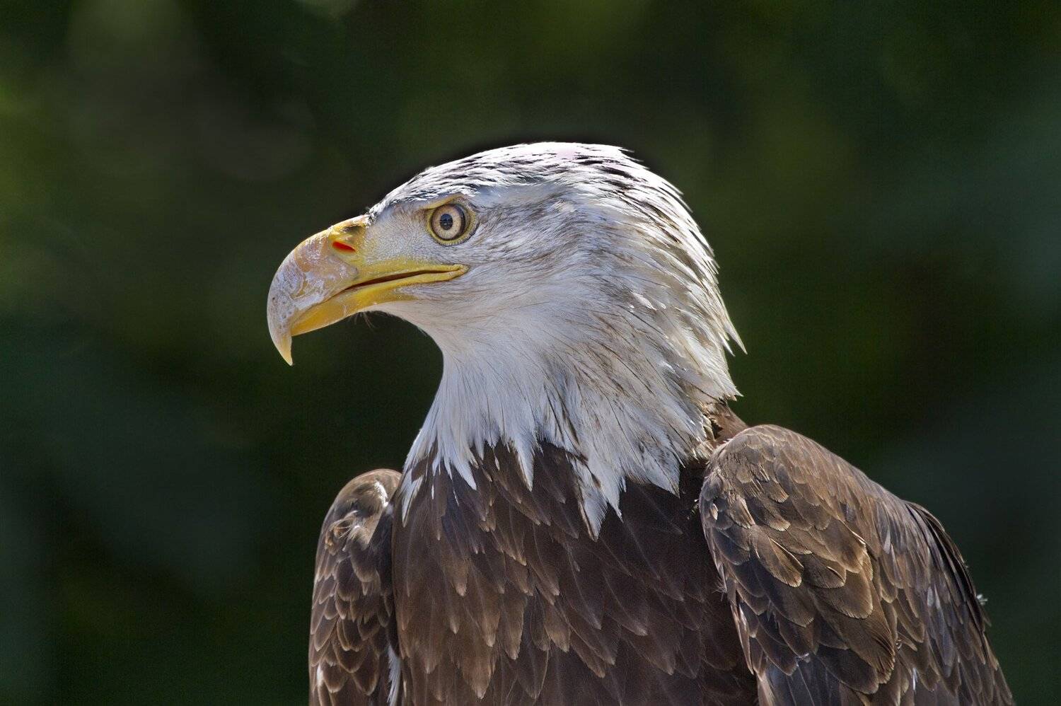 , Александр Гусар