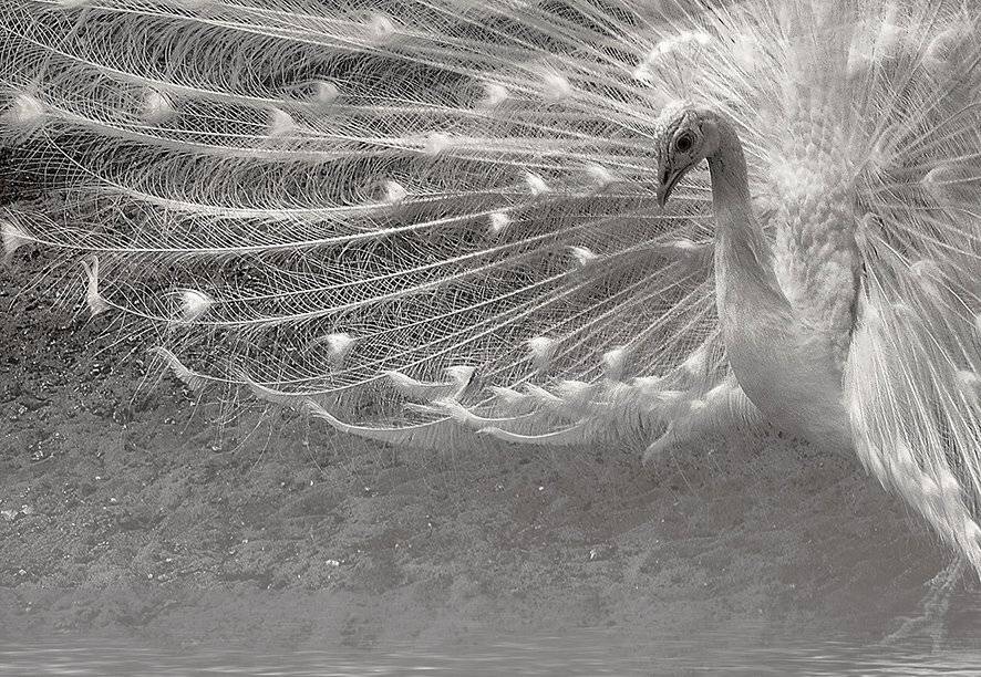 , T. Bondarenko