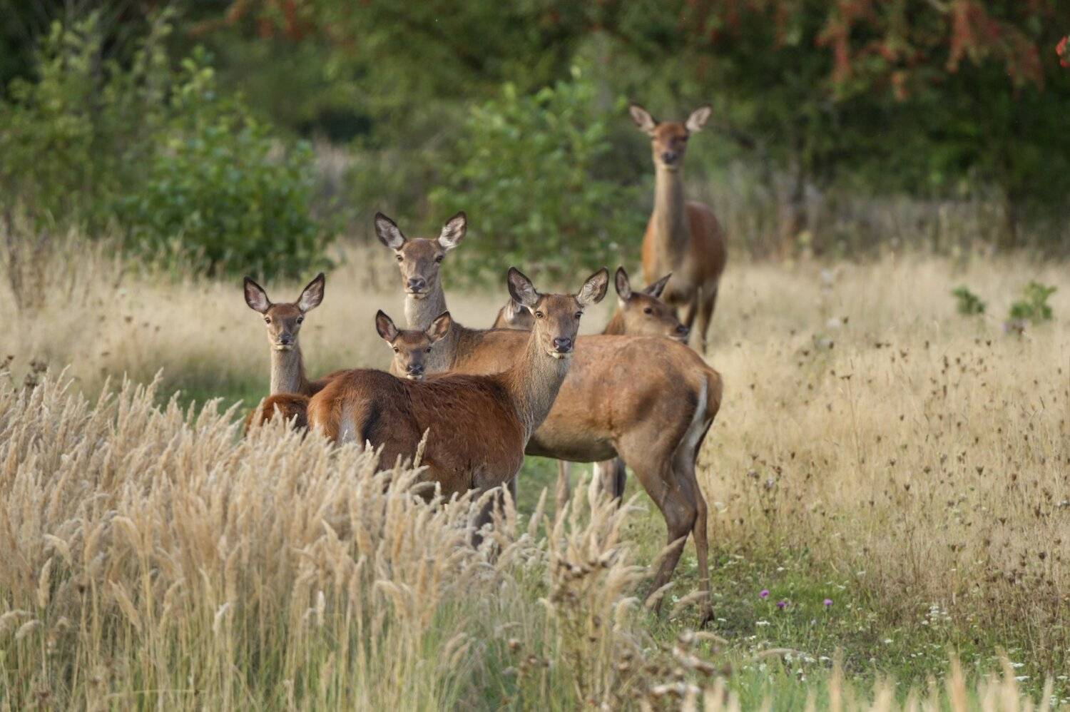 , Александр Гусар